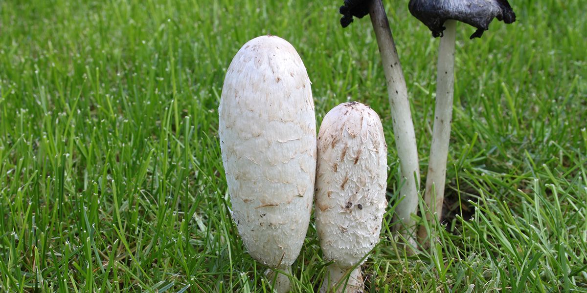 Découverte du coprin chevelu : guide de reconnaissance et recettes savoureuses