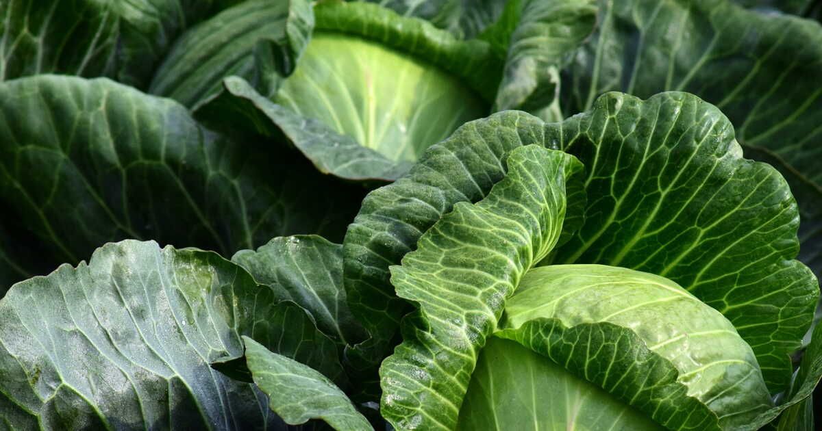 Les secrets pour blanchir le chou à la perfection