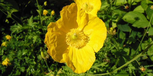 Le pavot jaune des Pyrénées : un trésor naturel à découvrir