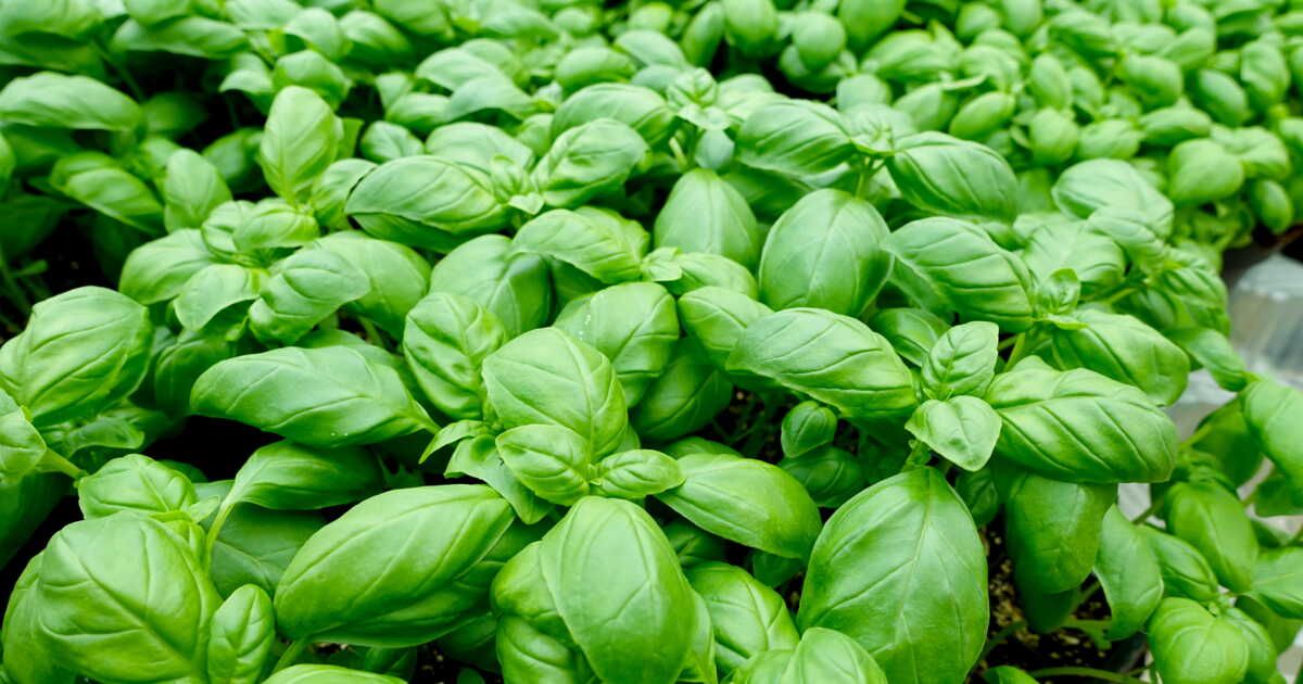 Des astuces incontournables pour revitaliser votre basilic