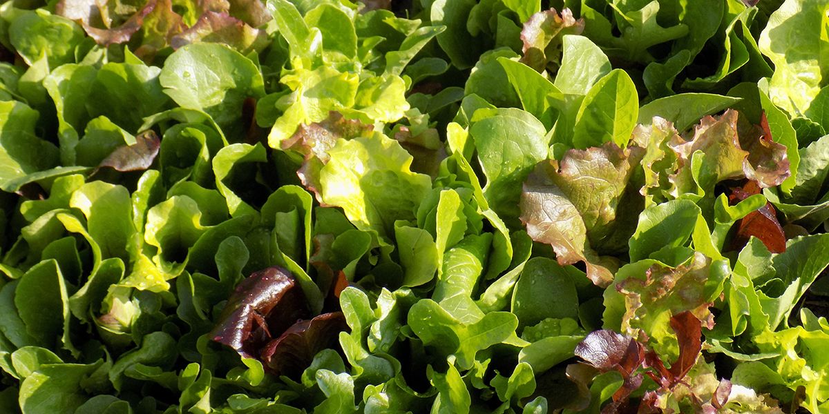 Le mesclun : guide pratique pour un mélange savoureux au jardin