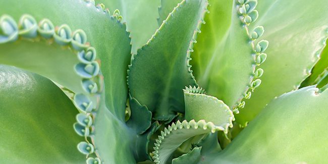 Kalanchoe de Daigremont : une plante aux mille richesses
