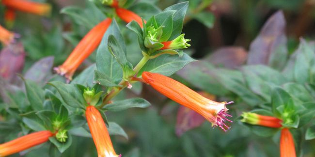La plante cigarette : une fleur intrigante à découvrir
