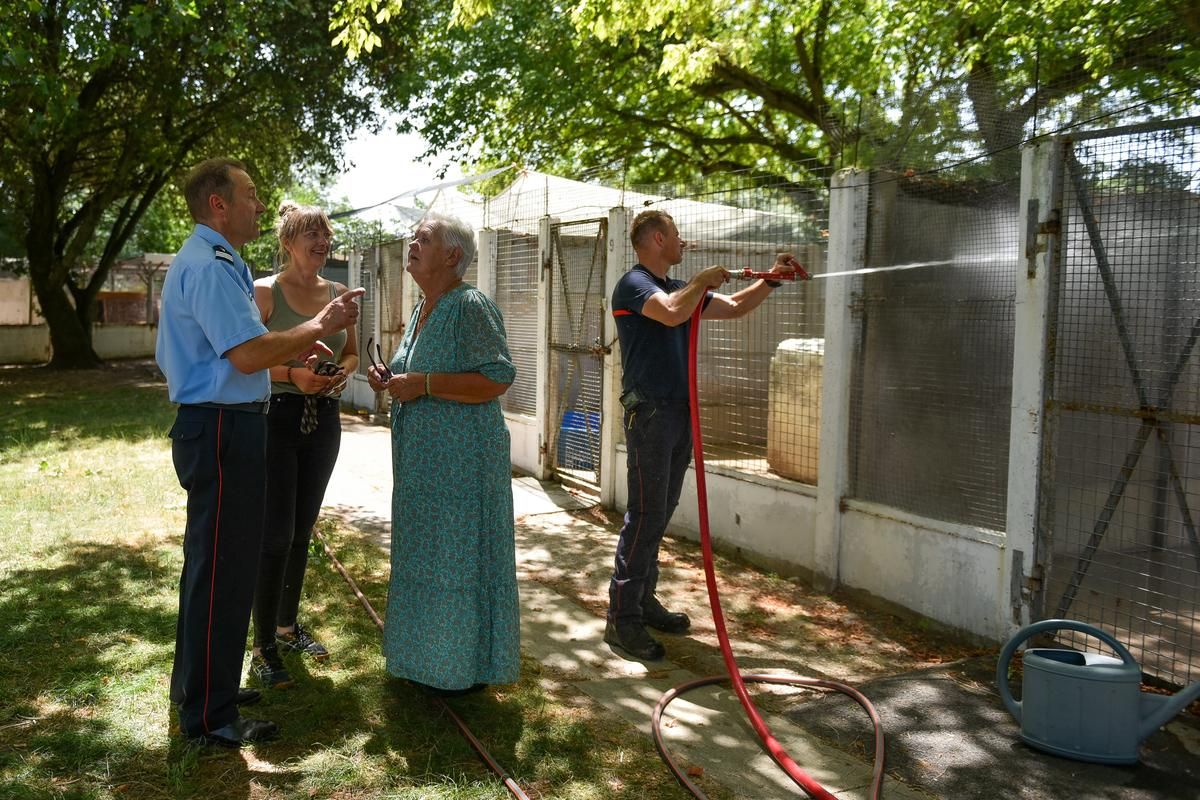 Alerte canicule à Royan : des pompiers en action pour sauver des chiens en détresse