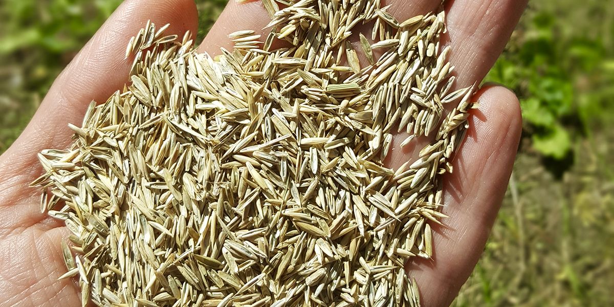 Protéger vos semences : 8 stratégies anti-oiseaux révélées
