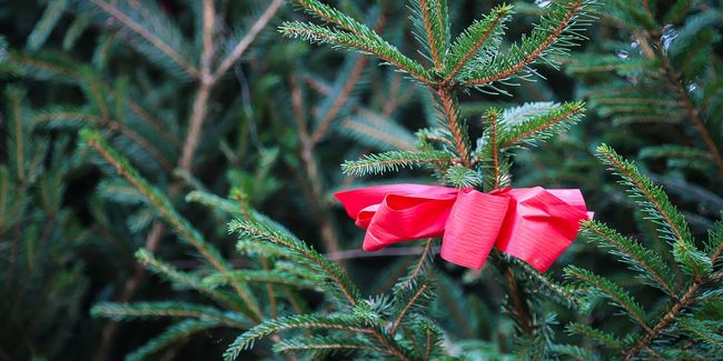 L'épicéa commun : le roi des sapins de Noël