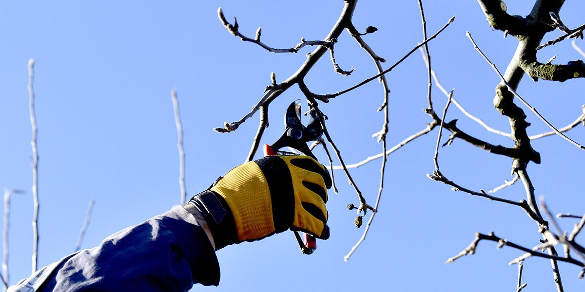 les 10 plantes à ne pas tailler en hiver : un guide essentiel pour votre jardin