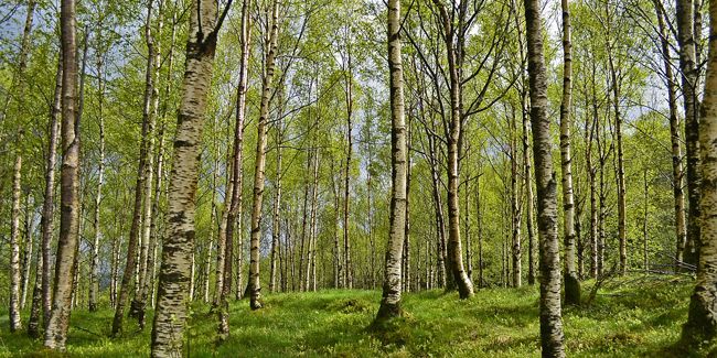 Le bouleau : un arbre emblématique à l'écorce blanche