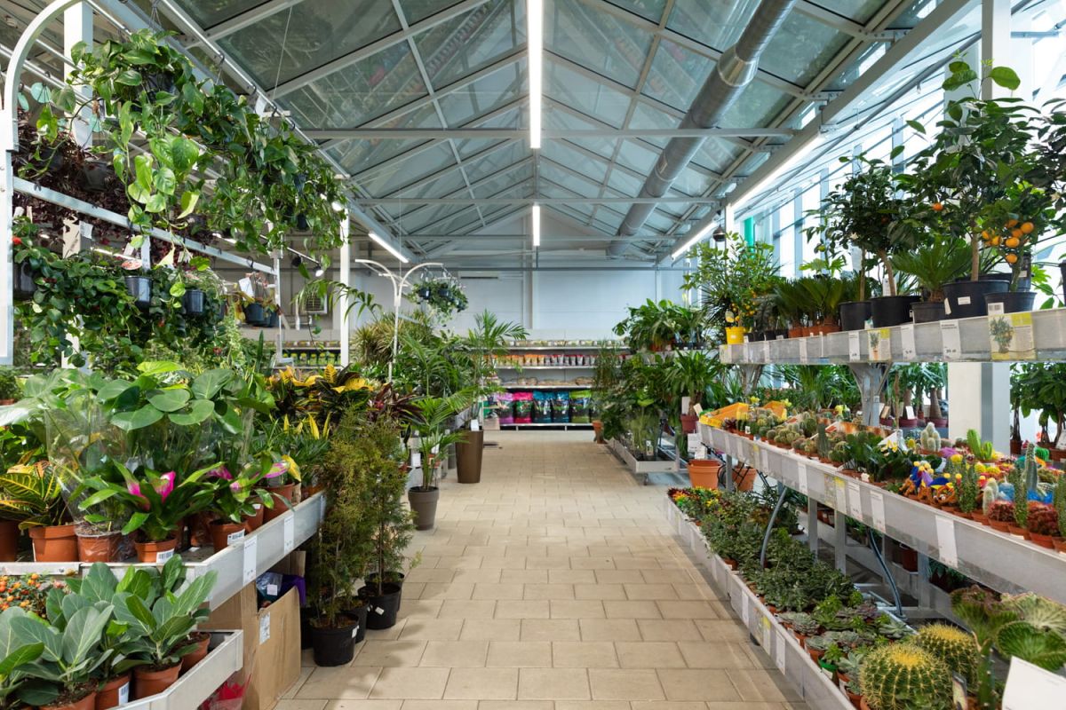 Une plante qui illumine votre jardin même en septembre