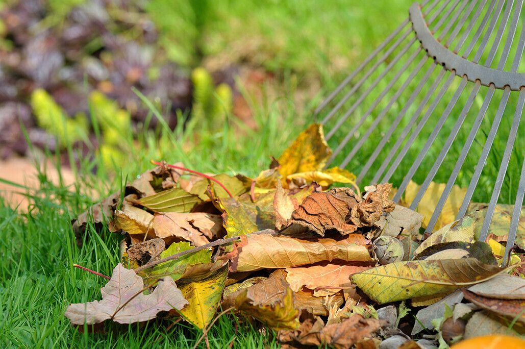 transformez vos feuilles mortes en atout jardin
