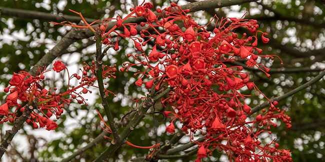Le brachychiton à feuilles d’érable : un spectacle de couleur en jardin