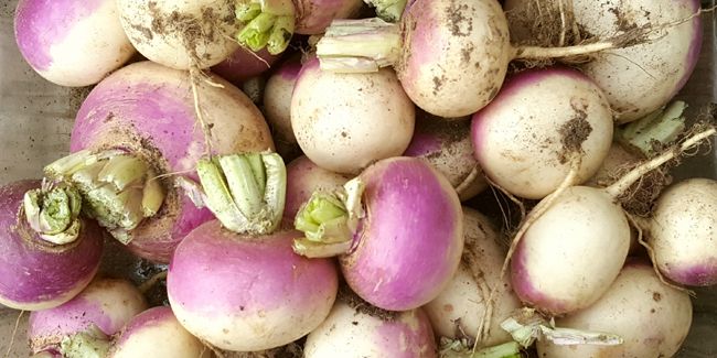 Découvrez le navet : un légume délicieux à savourer jeune