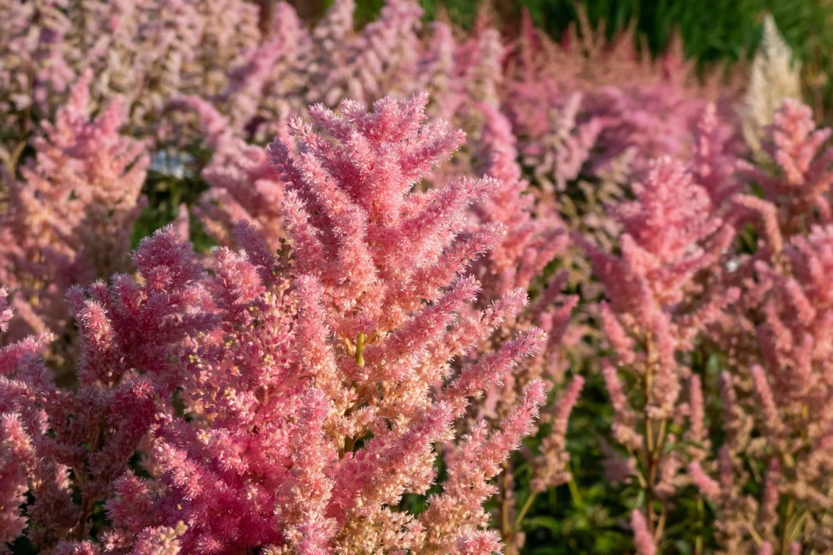 Une plante qui embellit votre jardin jusqu'aux premières gelées