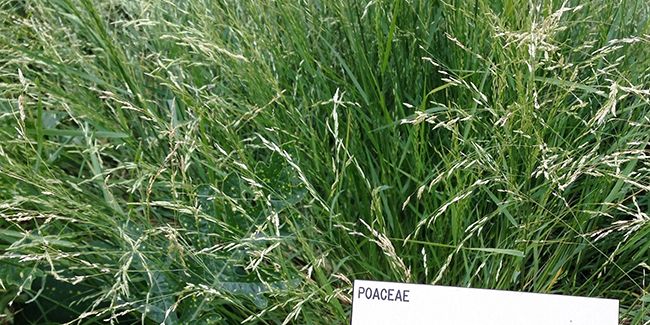 Découverte du teff : la petite graine aux grandes vertus