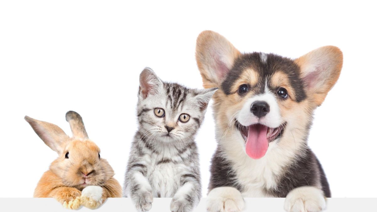 Anticiper le futur de votre animal : que prévoit la loi ?