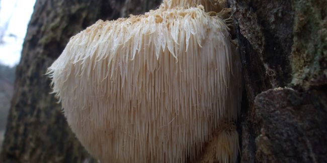 Découverte de l'hydne hérisson, un champignon aux vertus insoupçonnées