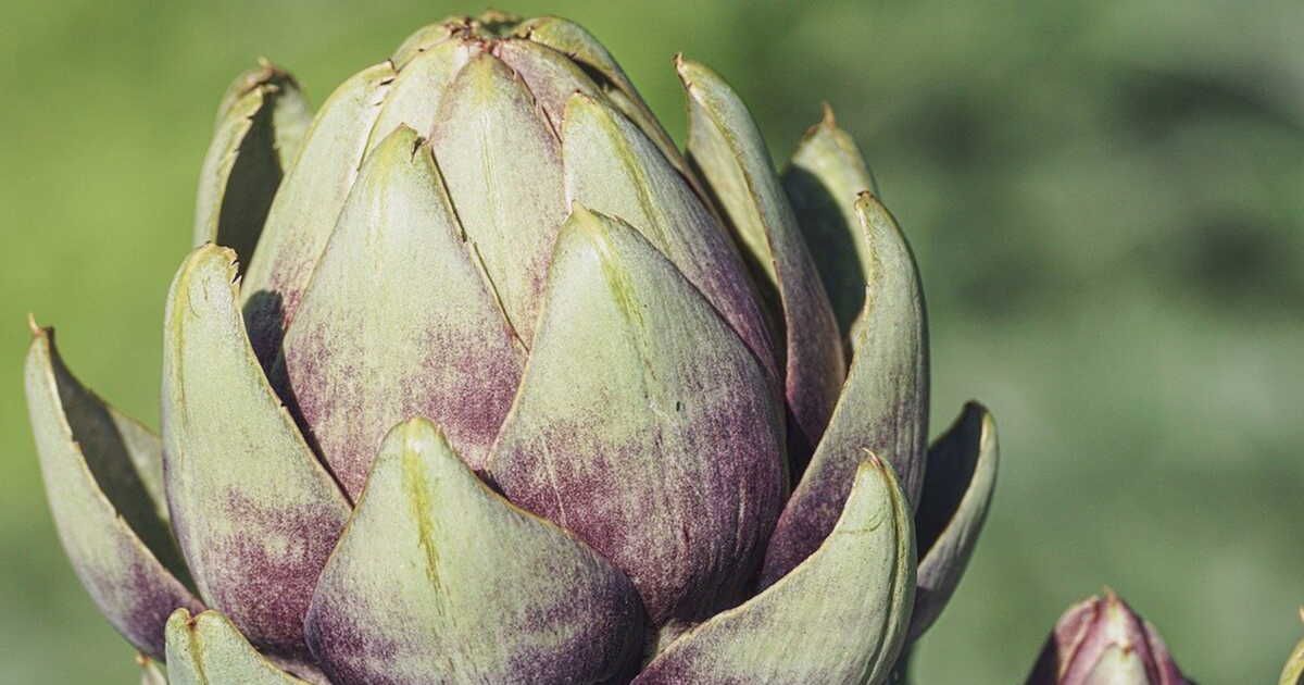L'artichaut : le trésor culinaire du Roussillon