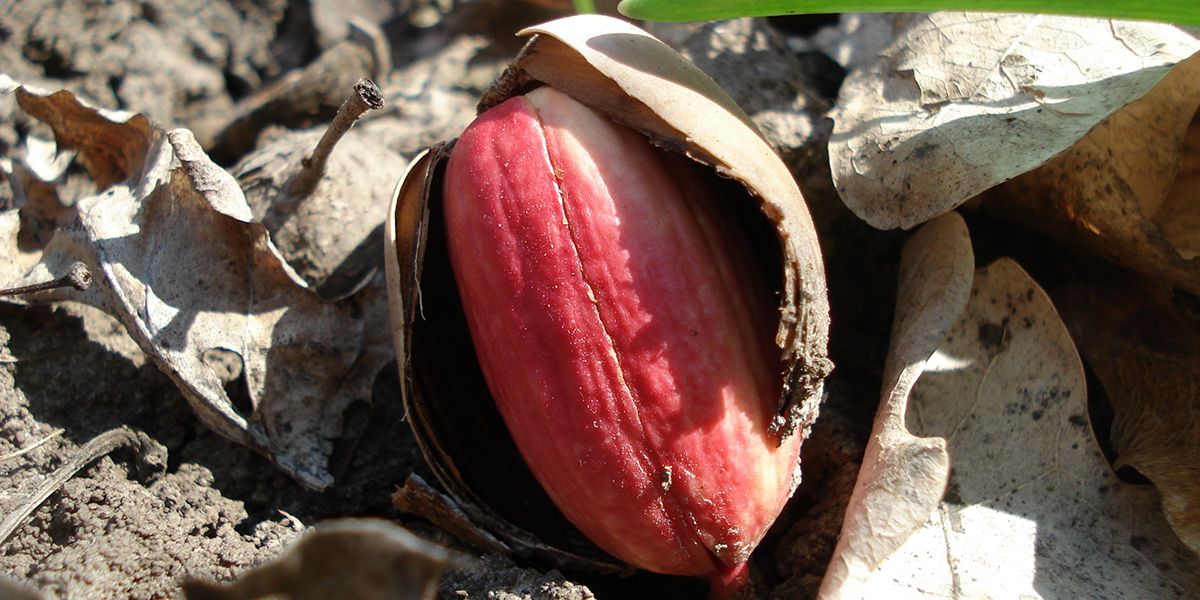 La stratification des graines : un incontournable pour la germination