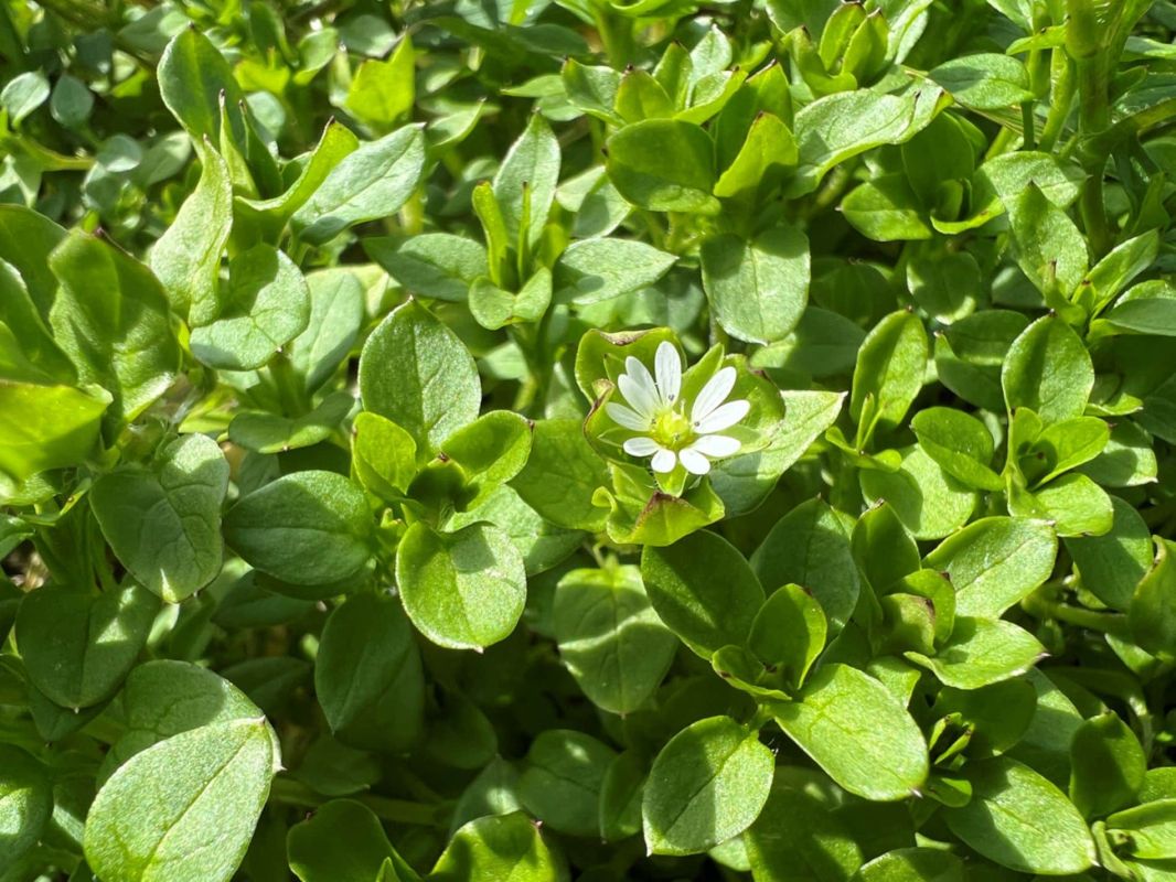 Cette plante étonnante prédit la météo mieux qu'une application