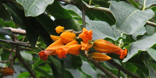 Juanulloa aurantiaca : le buisson de doigts d'or
