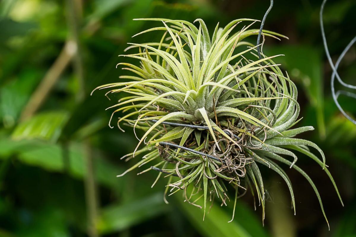 Tillandsia : la plante aérienne qui transforme votre intérieur