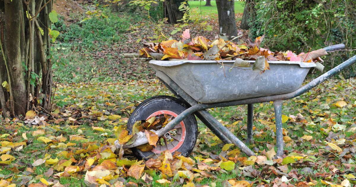 Les feuilles mortes interdites pour votre jardin : ce qu'il faut savoir