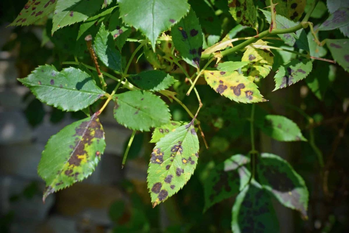 Rendez à vos rosiers leur éclat : luttez contre les taches noires avec des solutions naturelles