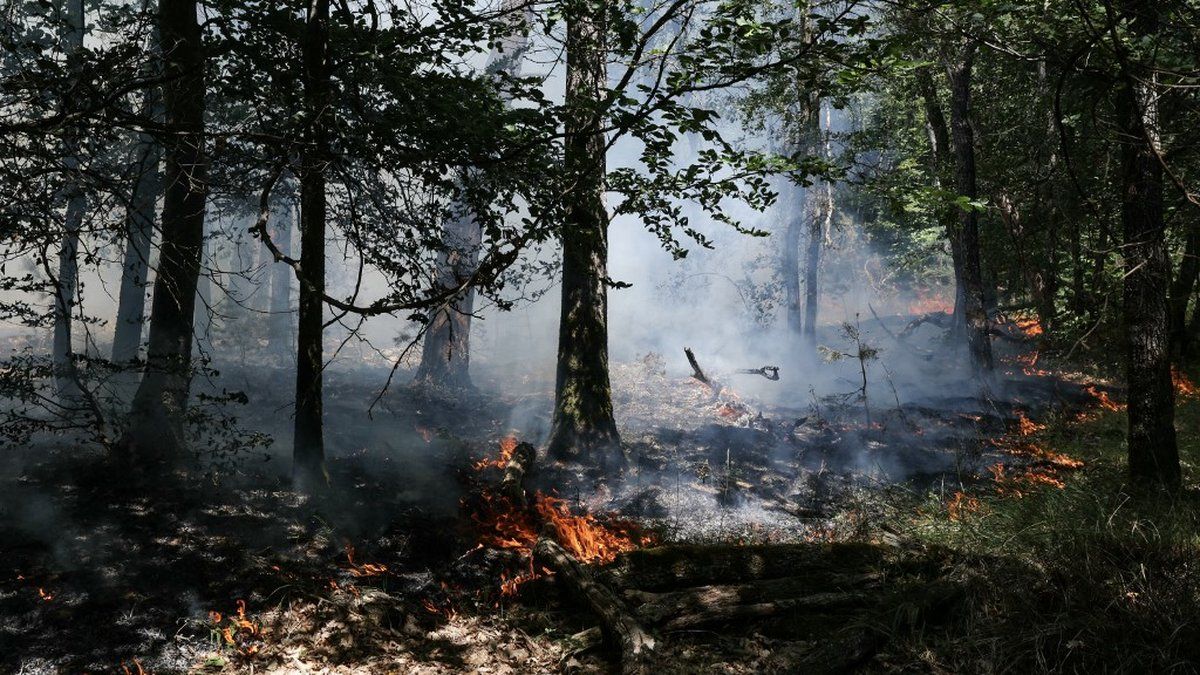 Canicule et incendies : la situation alarmante à Fontainebleau se poursuit
