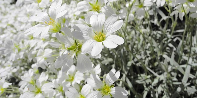 Céraiste tomentueux (Cerastium tomentosum), corbeille d’argent