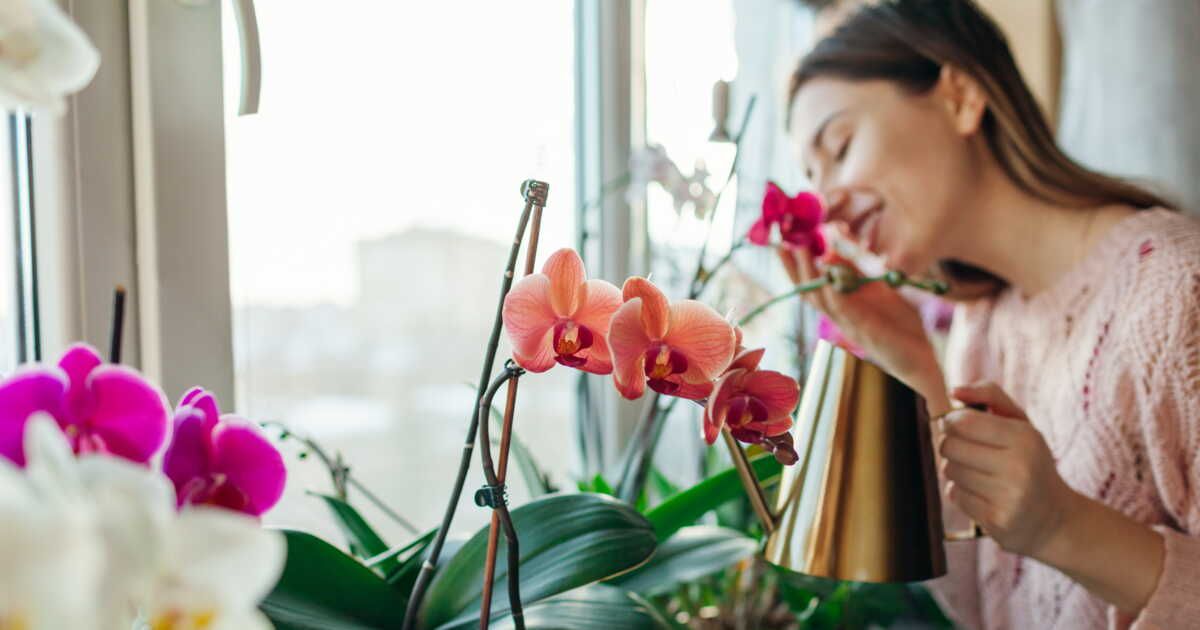 Comment bien entretenir une orchidée phalaenopsis ?